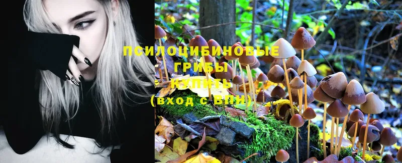 Псилоцибиновые грибы Psilocybe  Нижнекамск 